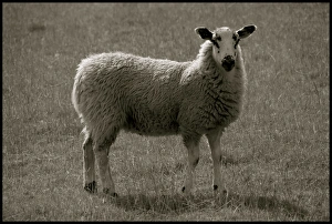 Images Dated 2nd August 2010: Sheep in Yorkshire field