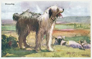 Geographia Prints: Sheepdog