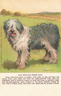 Faulkner Prints: Sheepdog