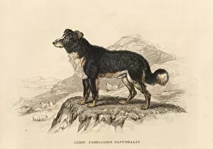 Naturhistorischer Gallery: Sheepdog, Canis lupus familiaris
