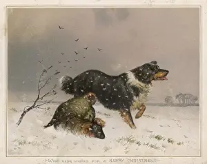 Sheep Dog Prints: Sheepdog Finds Sheep