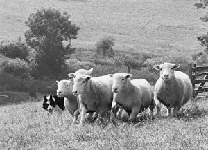 Sheep Dog Prints: Sheepdog with flock of sheep