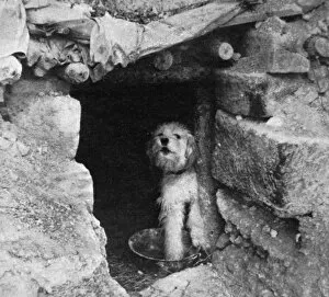 Sheepdog guarding French trench, WW1