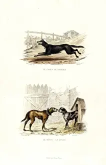 Sheepdog and mastiff breeds