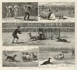 Driving Collection: Sheepdog Trials