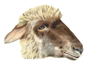 Sheeps head on a Victorian scrap