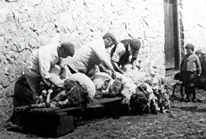 Shearing Prints: sheering sheep