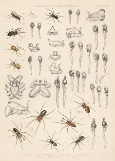 Punctata Prints: Sheet weaver, dwarf and long-jawed orbweaver spiders