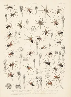 Spider Prints: Sheetweaver spiders, dwarf spiders, etc
