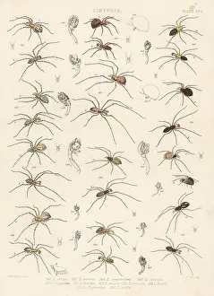 Sheetweb spider, invisible spider, cavity spider, etc