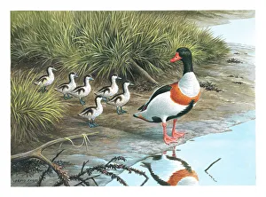 Parry Prints: Shelduck and young