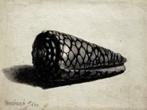 Exotic Prints: The Shell (Conus marmoreus), 1650, by Rembrandt (1606-1669)