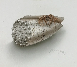 Crustacea Collection: Shell and crab by Olga Makrushenko