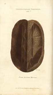 Amphibia Collection: Shell of the Eastern mud turtle, Kinosternon subrubrum