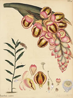 Shell ginger, Alpinia zerumbet