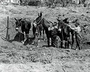 Grooming Prints: Shell hole used as stable, Western Front, WW1