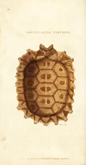 Amphibia Collection: Shell of the yellow-footed tortoise, Chelonoidis denticulata