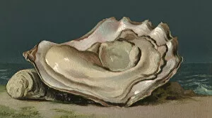 Aquatic Gallery: Shelled Oyster Date: 1889