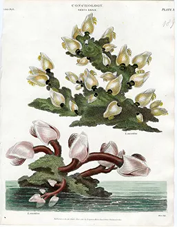 Fauna Collection: Shells