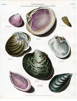 Shells