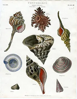 Shells