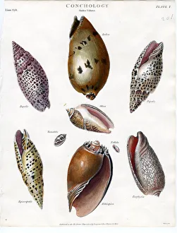 Shells