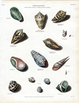 Shells