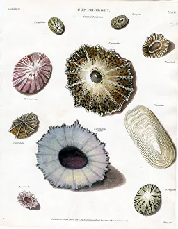 Shells