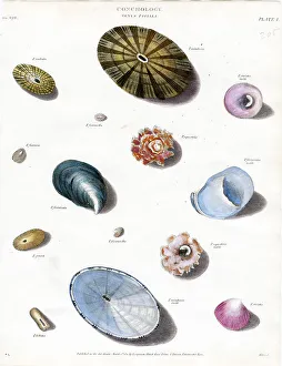 Shells