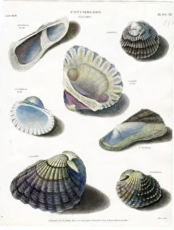Shells