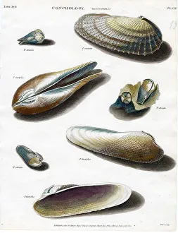 Shells