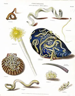 Shells