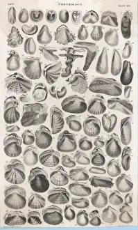 Cockle Prints: Shells and Bivalves