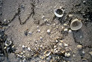 Sediment Prints: Shells on a sandy beach