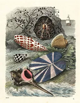 Conch Collection: Shells and seaweed on the shore