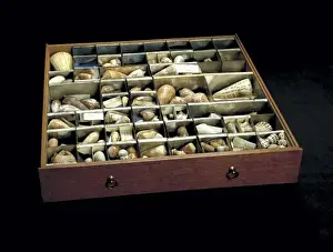 1743 1820 Prints: Shells from Sir Joseph Banks collection