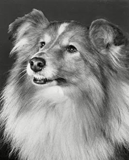 Sheltie