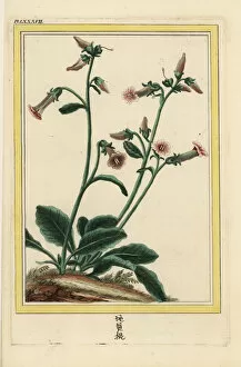 Buchoz Collection: Sheng di huang, Rehmannia glutinosa