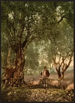 Mentone Prints: Shephard with flock in olive grove, Mentone, Riveria