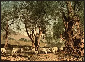 Tending Prints: Shephard tending sheep in olive grove, Mentone, Riviera