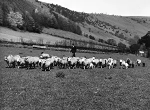 A shepherd bringing in his flock of sheep from the Black Mountains, Wye Valley