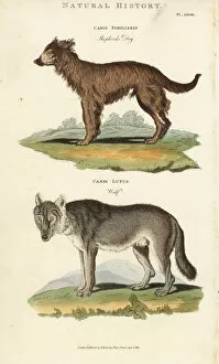 Kearsley Collection: Shepherd dog, Canis familiaris, and wolf, Canis lupus