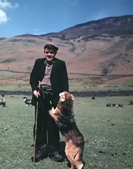 Shepherd and his dog, Cumberland