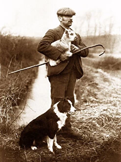 Lamb Collection: Shepherd and dog early 1900s