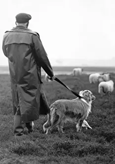 Shepherd, dog and sheep