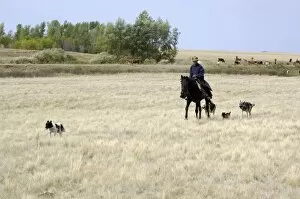 A shepherd with four mongrel dogs tends a herd