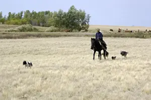 Grasslands Prints: A shepherd with four mongrel dogs tends a herd