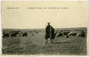 Flock Prints: Shepherd on the Plains of Vardar, Macedonia - WW1 era
