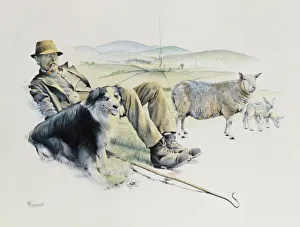 Live Stock Collection: Shepherd at rest
