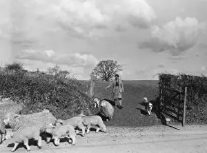 Sheep Dog Prints: Shepherd, Sheep & Dog